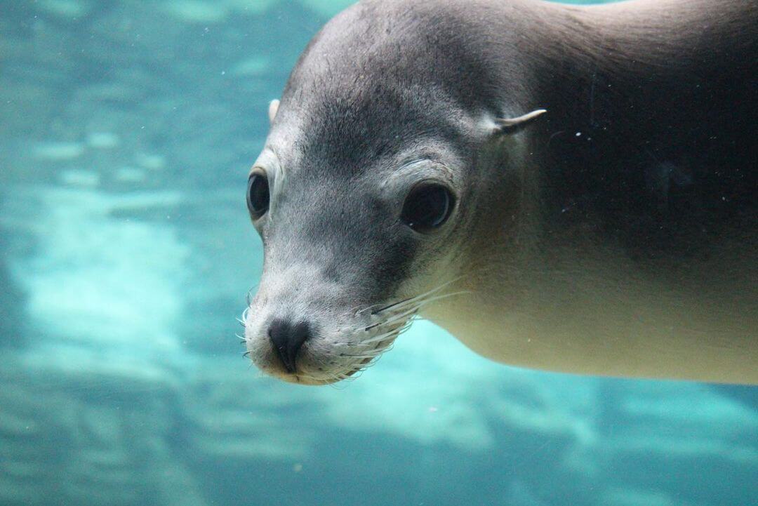 Kamogawa Sea World (鴨川シーワールド) - Sightseeing Japan